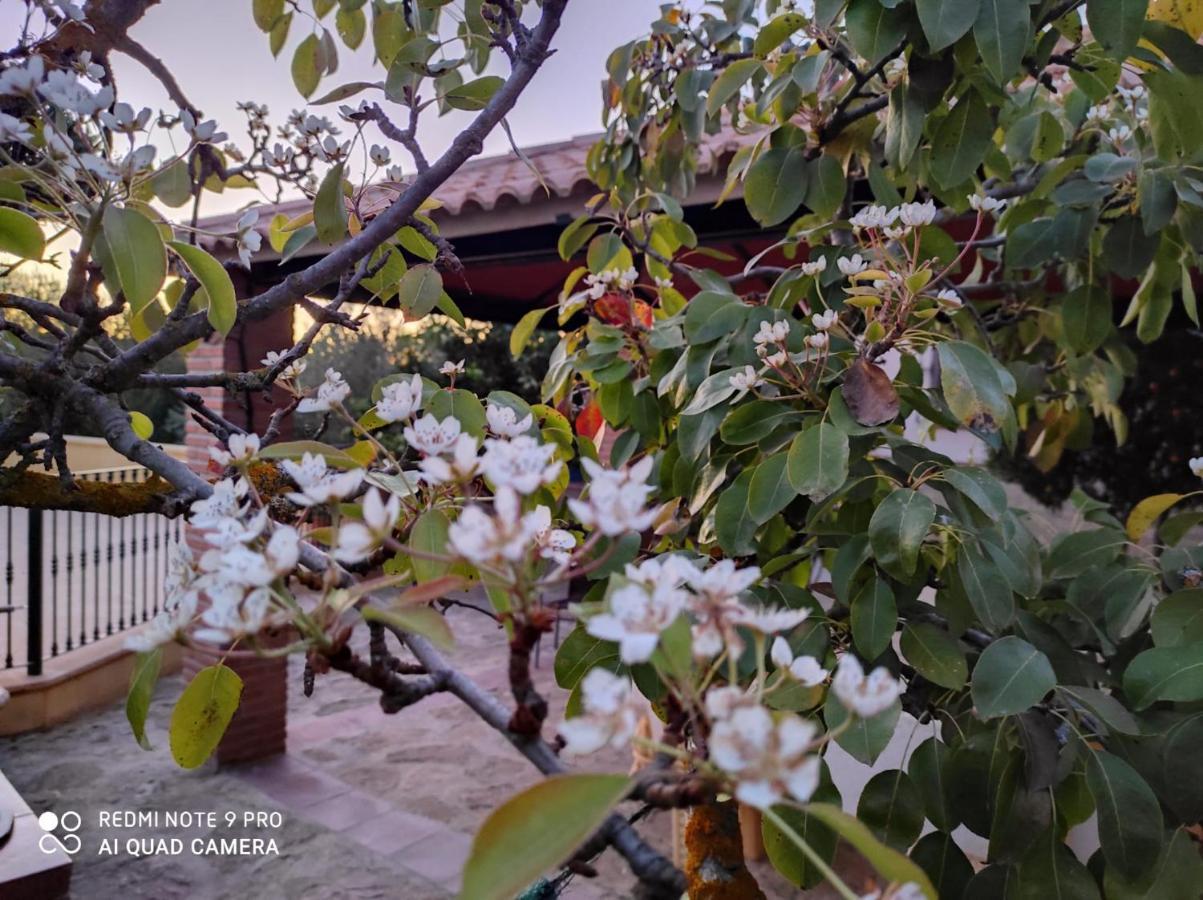 Los Abuelos Setenil De Las Bodegas المظهر الخارجي الصورة